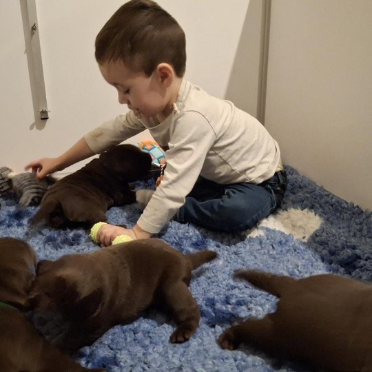 chiot Retriever du Labrador Chocolat Les Perles de Saint Albin