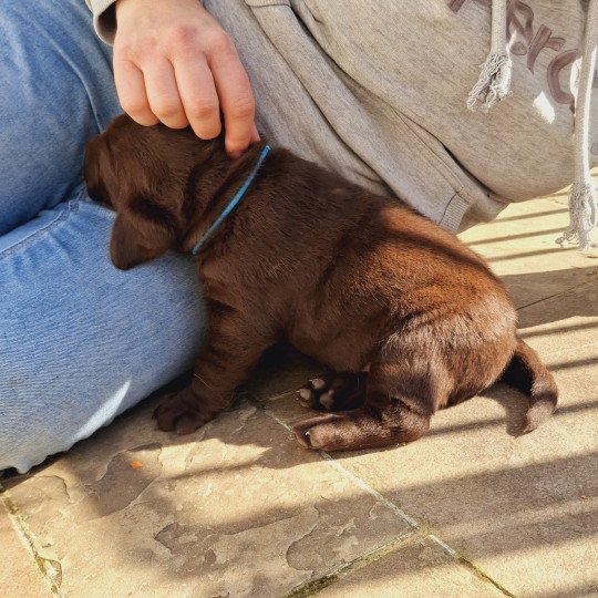 chiot Retriever du Labrador Chocolat Bleu Les Perles de Saint Albin