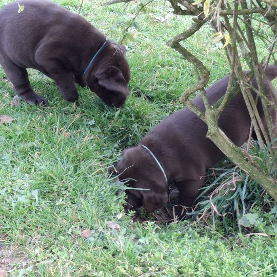 chiot Retriever du Labrador Chocolat Bleu Les Perles de Saint Albin