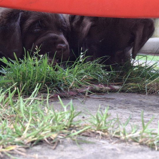 chiot Retriever du Labrador Chocolat Bleu Les Perles de Saint Albin