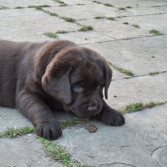 chiot Retriever du Labrador Chocolat Bleu Les Perles de Saint Albin