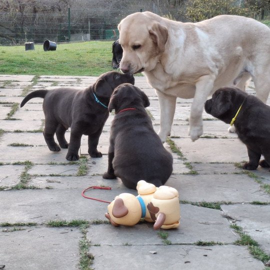 chiot Retriever du Labrador Chocolat Bleu Les Perles de Saint Albin