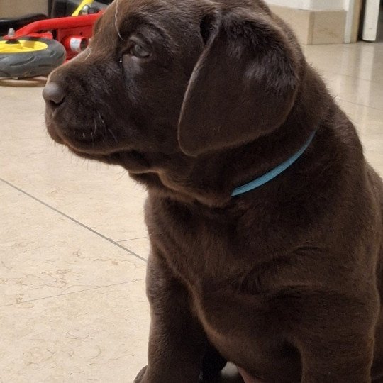 chiot Retriever du Labrador Chocolat Bleu Les Perles de Saint Albin