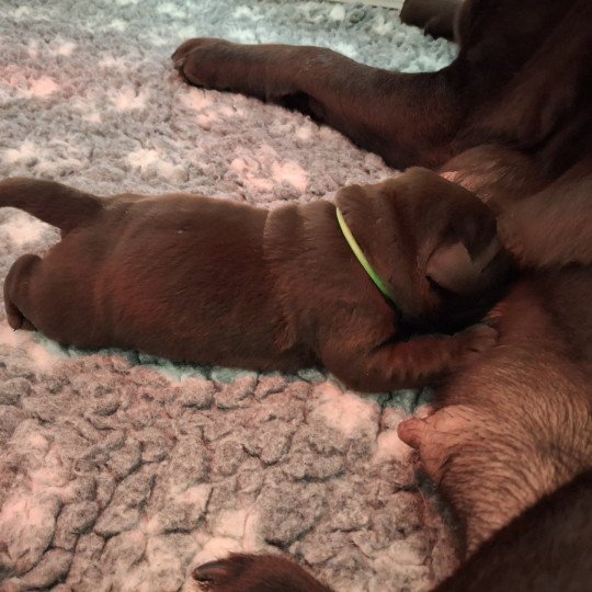 chiot Retriever du Labrador Chocolat Les Perles de Saint Albin