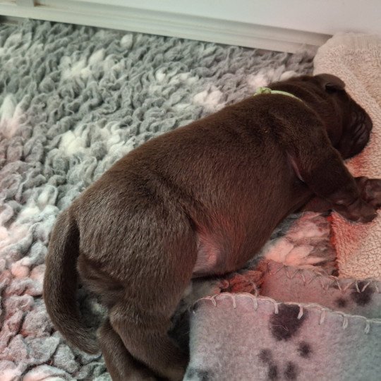 chiot Retriever du Labrador Chocolat Les Perles de Saint Albin