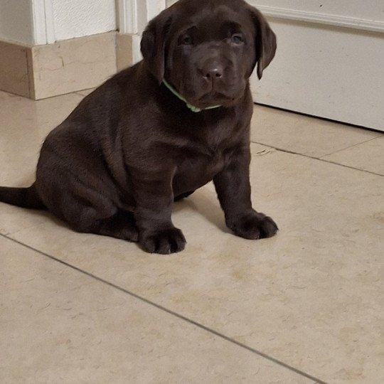 chiot Retriever du Labrador Chocolat Verte Les Perles de Saint Albin