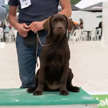chiot Retriever du Labrador Chocolat Agate des Perles de Saint Albin Les Perles de Saint Albin