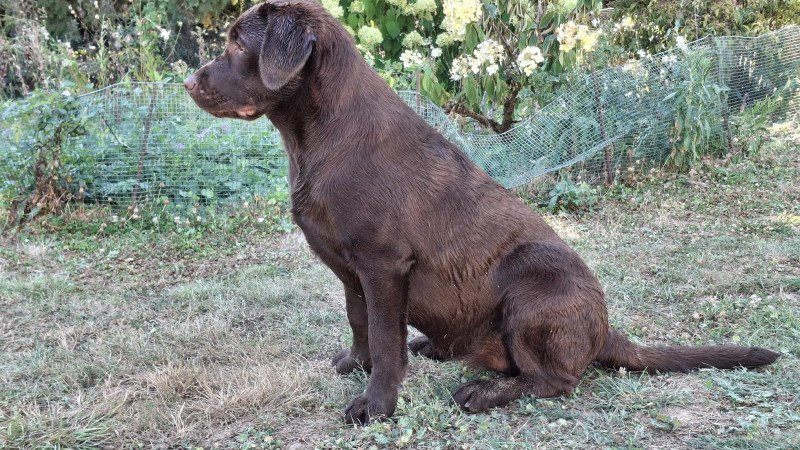 Agate des Perles de Saint Albin Femelle Retriever du Labrador