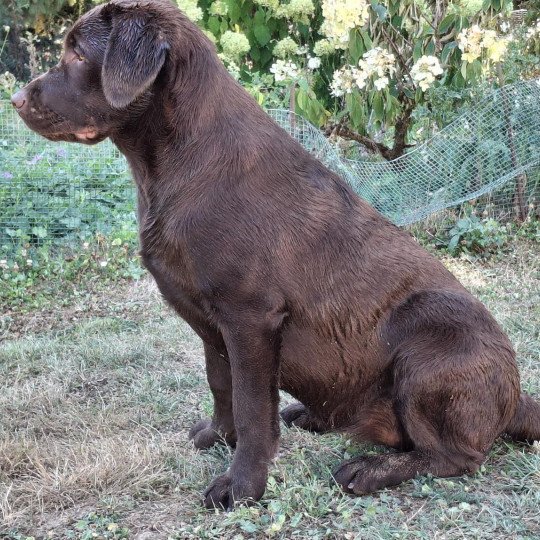 Agate des Perles de Saint Albin Femelle Retriever du Labrador