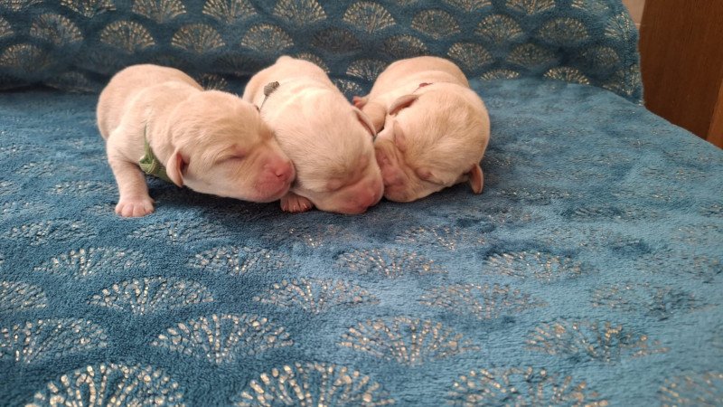 Femelle Sable Collier Rose (Bulma  ❤ Sorghal ) des Perles de Saint Albin Femelle Retriever du Labrador