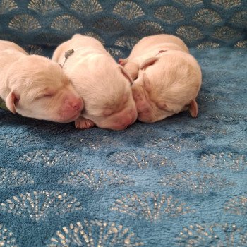 chiot Retriever du Labrador Sable Les Perles de Saint Albin