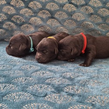 chiot Retriever du Labrador Noir Les Perles de Saint Albin