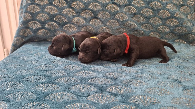 Male Noir Collier Bleu  (Bulma  ❤ Sorghal ) des Perles de Saint Albin Mâle Retriever du Labrador