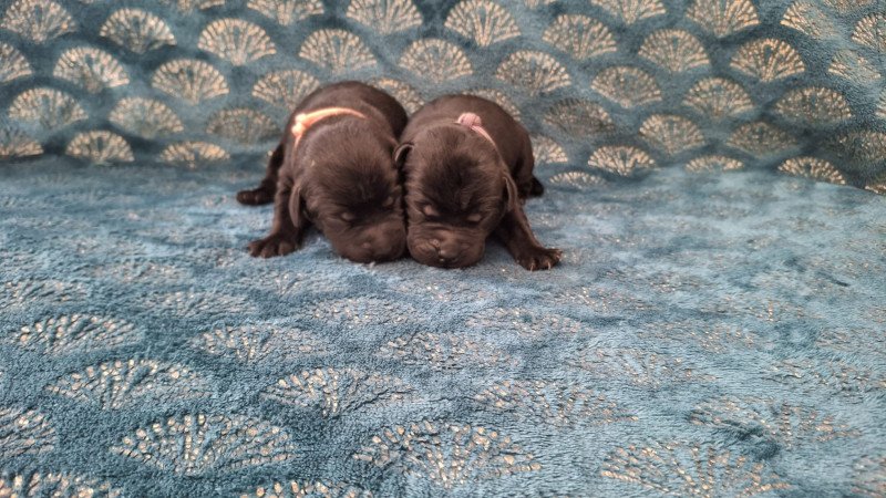 Femelle Noir Collier rose (Bulma  ❤ Sorghal ) des Perles de Saint Albin Femelle Retriever du Labrador