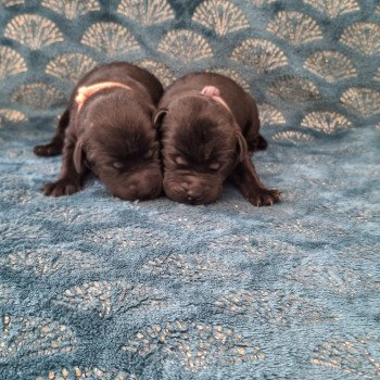 chiot Retriever du Labrador Noire Les Perles de Saint Albin