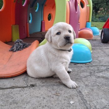 chiot Retriever du Labrador Sable Femelle Sable Collier gris  (Bulma  ❤ Sorghal ) Les Perles de Saint Albin