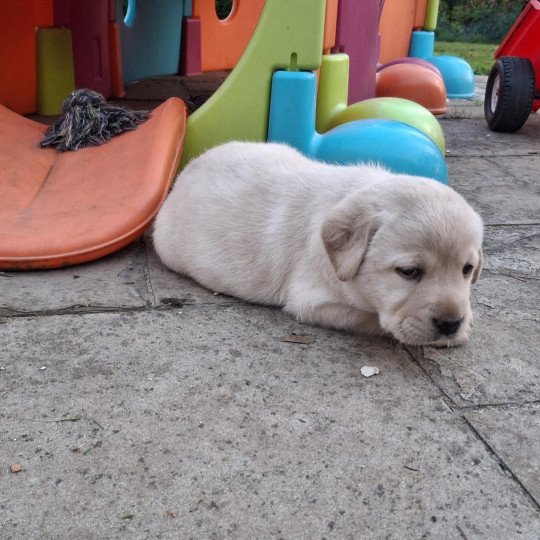 chiot Retriever du Labrador Sable Femelle Sable Collier gris  (Bulma  ❤ Sorghal ) Les Perles de Saint Albin