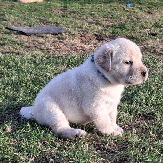chiot Retriever du Labrador Sable Femelle Sable Collier gris  (Bulma  ❤ Sorghal ) Les Perles de Saint Albin
