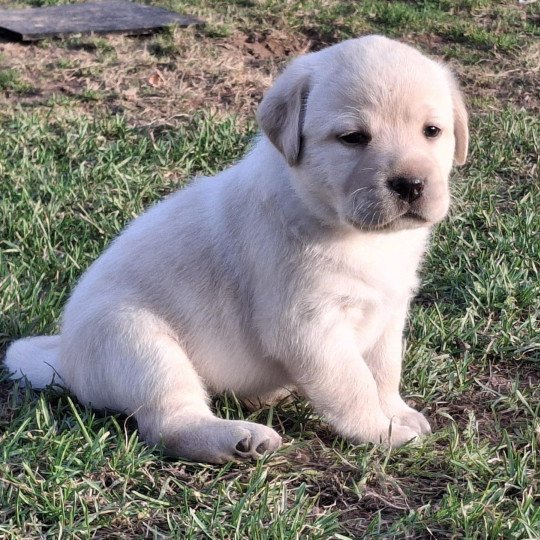 chiot Retriever du Labrador Sable Femelle Sable Collier gris  (Bulma  ❤ Sorghal ) Les Perles de Saint Albin