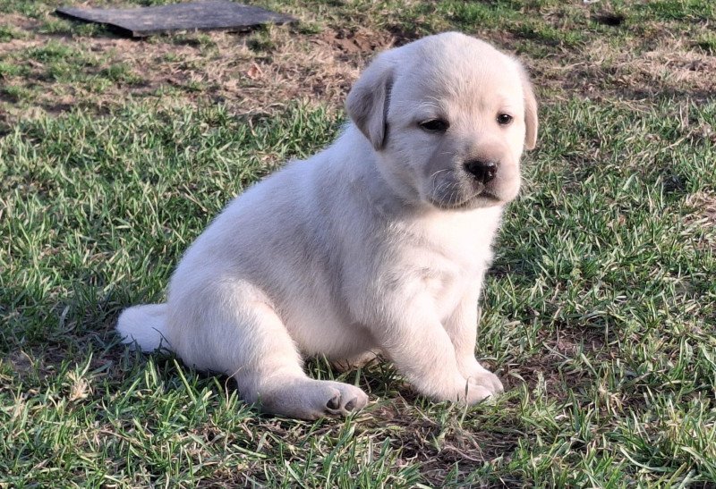Femelle Sable Collier gris  (Bulma  ❤ Sorghal ) des Perles de Saint Albin Femelle Retriever du Labrador