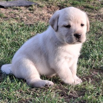 chiot Retriever du Labrador Sable Femelle Sable Collier gris  (Bulma  ❤ Sorghal ) Les Perles de Saint Albin