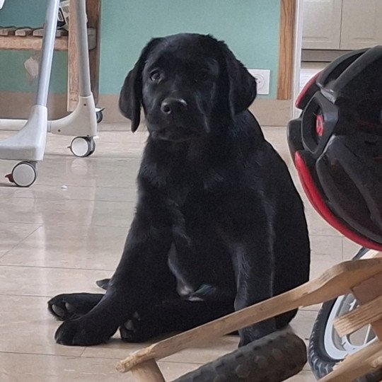 Abba Ambre de la tour farmina Femelle Retriever du Labrador