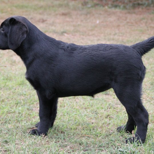 chien Retriever du Labrador Abba Ambre Les Perles de Saint Albin