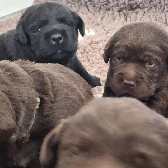 chiot Retriever du Labrador Chocolat Collier gris Les Perles de Saint Albin