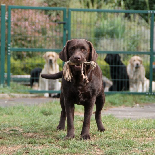 Passion of My Life Kharma Femelle Retriever du Labrador