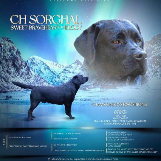 Sorghal Sweet Braveheart Melody Mâle Retriever du Labrador