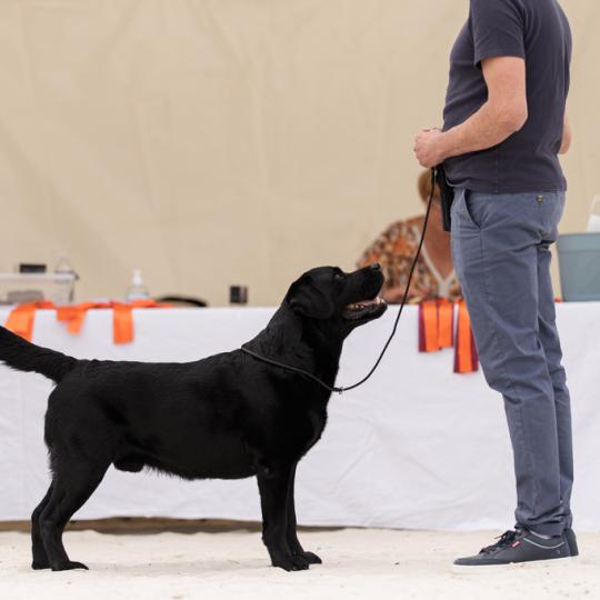 chien Retriever du Labrador Noir Sorghal Sweet Braveheart Melody Les Perles de Saint Albin