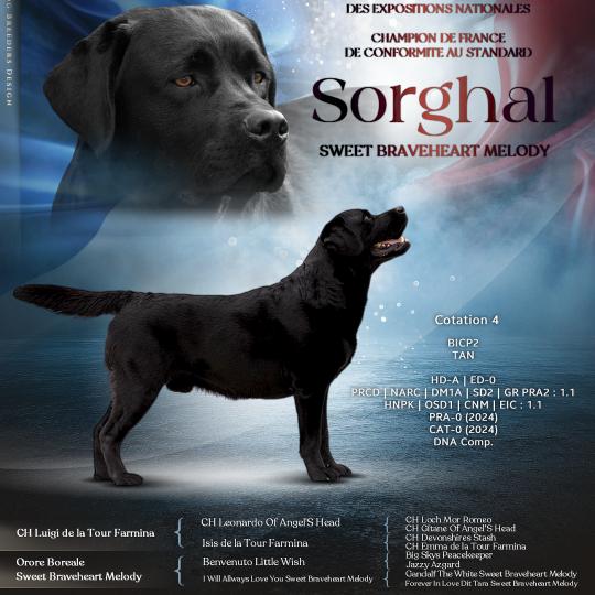 Sorghal Sweet Braveheart Melody Mâle Retriever du Labrador