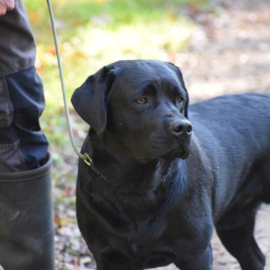 chien Retriever du Labrador Noir Sorghal Sweet Braveheart Melody Les Perles de Saint Albin
