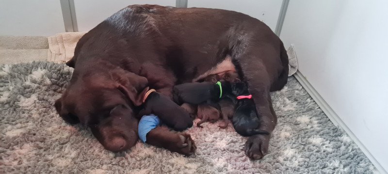 Chiots Labrador Chocolat de Kharma & Upp's