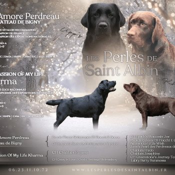 Upp's x Kharma mating and pedigree