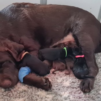 Chiot Retriever du Labrador Passion of My Life Kharma ❤ Upps 2026 Les Perles de Saint Albin