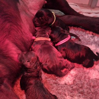 Chiot Retriever du Labrador Passion of My Life Kharma ❤ Upps 2026 Les Perles de Saint Albin