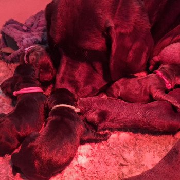 Chiot Retriever du Labrador Passion of My Life Kharma ❤ Upps 2026 Les Perles de Saint Albin