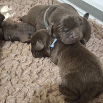 Chiot Retriever du Labrador Passion of My Life Kharma ❤ Upps 2026 Les Perles de Saint Albin