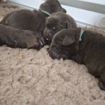 Chiot Retriever du Labrador Passion of My Life Kharma ❤ Upps 2026 Les Perles de Saint Albin