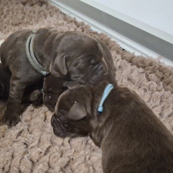 Chiot Retriever du Labrador Passion of My Life Kharma ❤ Upps 2026 Les Perles de Saint Albin