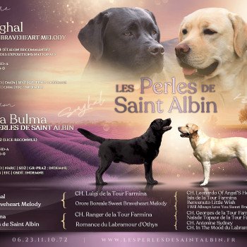 Sorghal x Bulma mating and pedigree